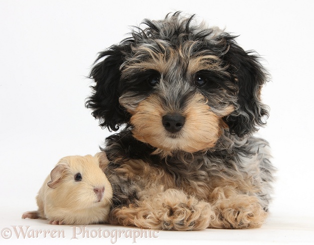 Cute tricolour merle Daxie-doodle puppy, Dougal, with baby yellow Guinea pig, white background