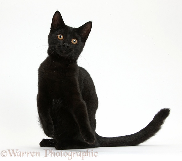 Black female cat, Pachie, 5 months old, sitting, white background