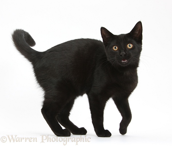 Black female cat, Pachie, 5 months old, miaowing, white background