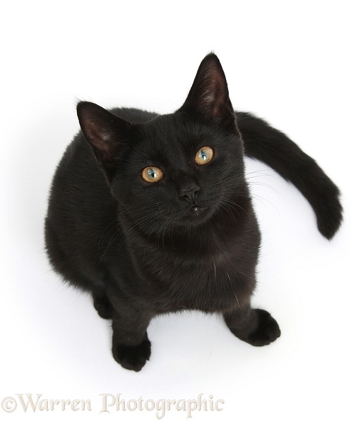 Black female cat, Pachie, 5 months old, sitting and looking up, white background