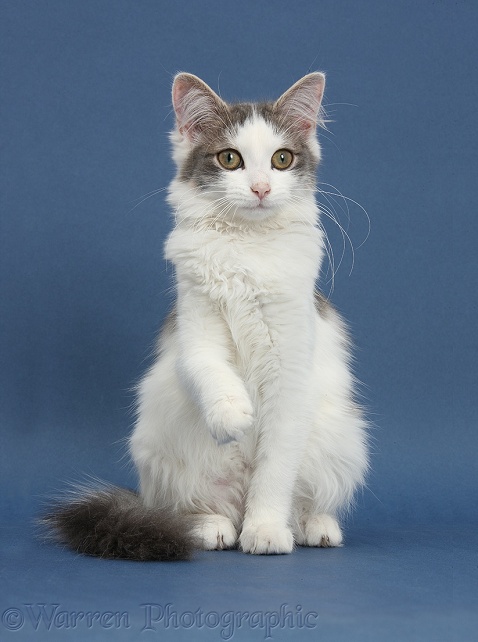 Grey-and-white female cat, Dottie, 5 months old, on blue background