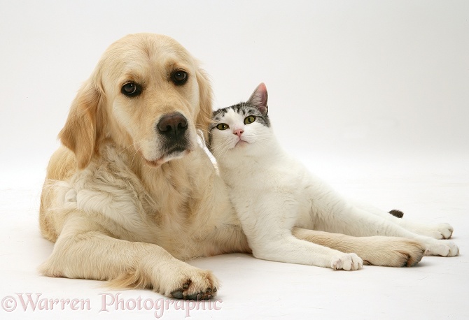 Silver-and-white cat, Clover, lying with Golden Retriever bitch, Lola, white background