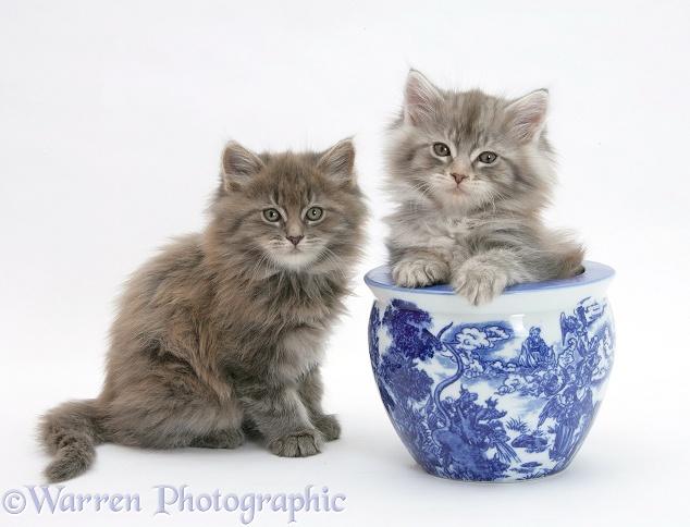 Maine Coon kittens playing with a blue china pot, white background