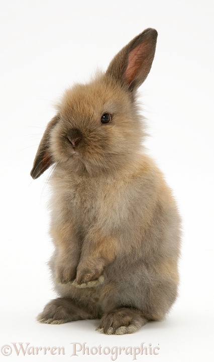 Baby brown rabbit standing up, white background