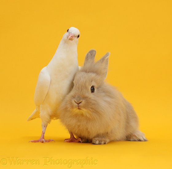 White dove and fluffy bunny on yellow background