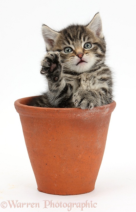 Cute tabby kitten, Fosset, 6 weeks old, in a flowerpot, white background