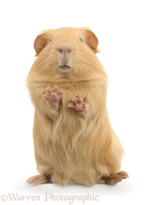 Yellow Guinea pig standing up, white background