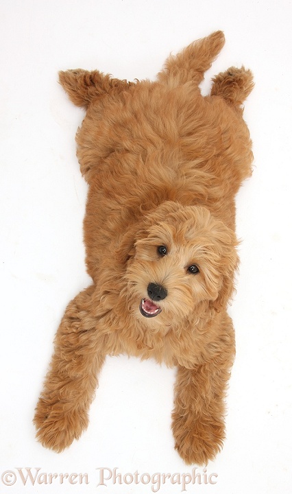 Cute red toy Goldendoodle puppy, Flicker, 12 weeks old, lying sprawled out and looking up, white background