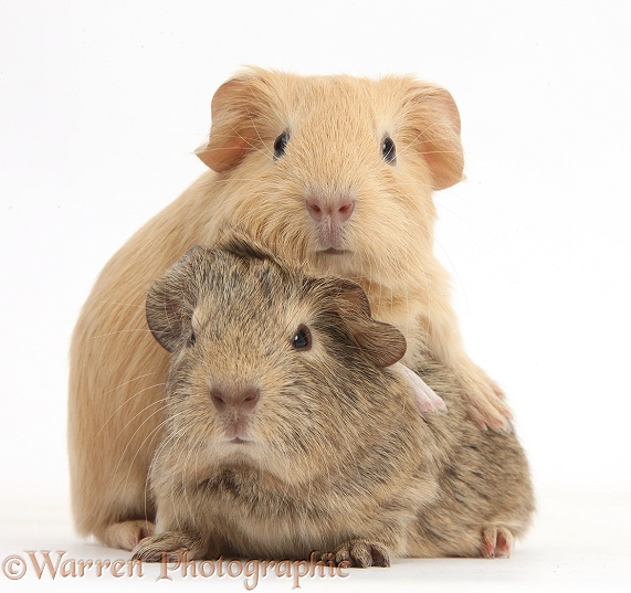 Two baby Guinea pigs, white background