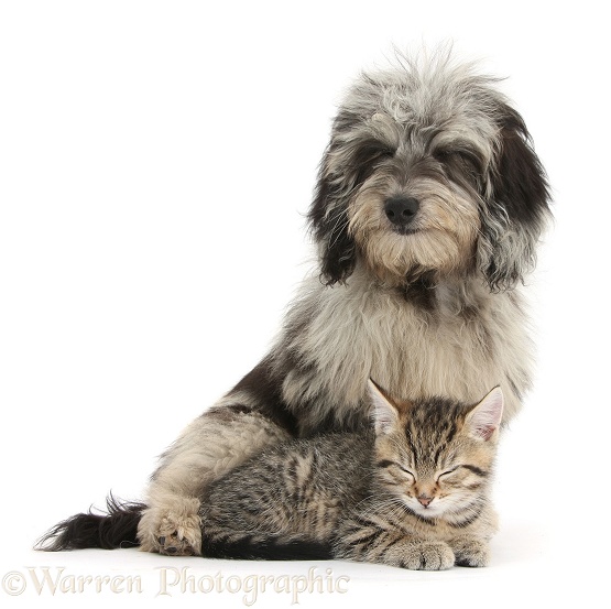 Tabby kitten, Stanley, 8 weeks old, dozing with fluffy black-and-grey Daxie-doodle pup, Pebbles, white background
