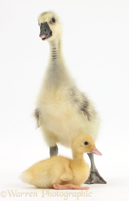 Gosling and duckling together, white background