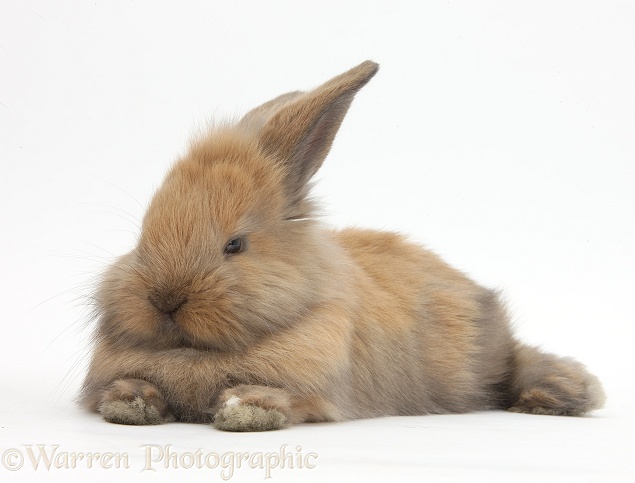 Brown baby Lionhead-cross rabbit lying stretched out, white background