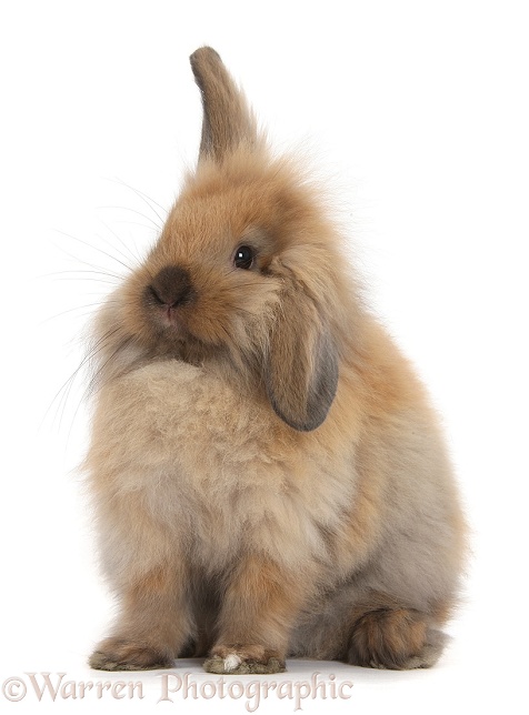 Windmill-eared Lionhead x Lop rabbit, white background