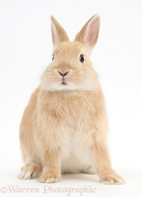 Sandy Netherland Dwarf bunny, white background