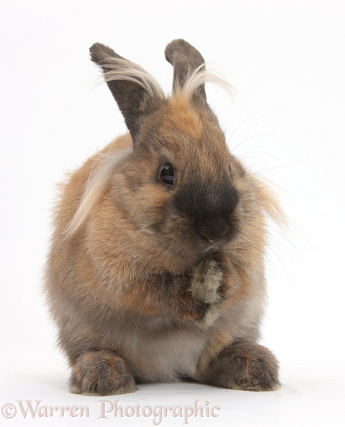 Comical Lionhead-cross rabbit grooming, white background