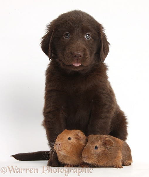 Liver Flatcoated Retriever puppy, 6 weeks old, with two baby Guinea pigs, white background