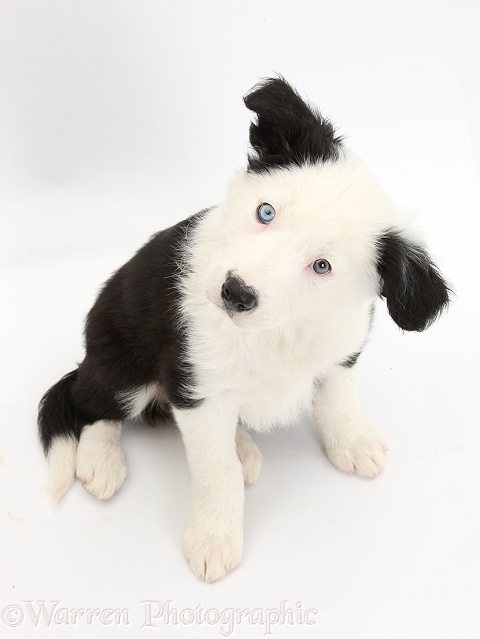 Black-and-white Border Collie puppy sitting and looking up, white background