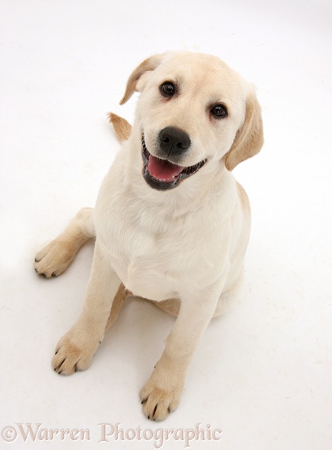 Yellow Labrador Retriever pup, 4 months old, sitting and looking up, white background