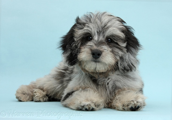 Fluffy black-and-grey Daxie-doodle pup, Pebbles, on blue background