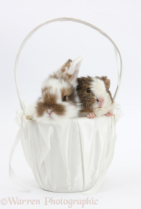 Young rabbit and frizzy Guinea pig in a basket, white background