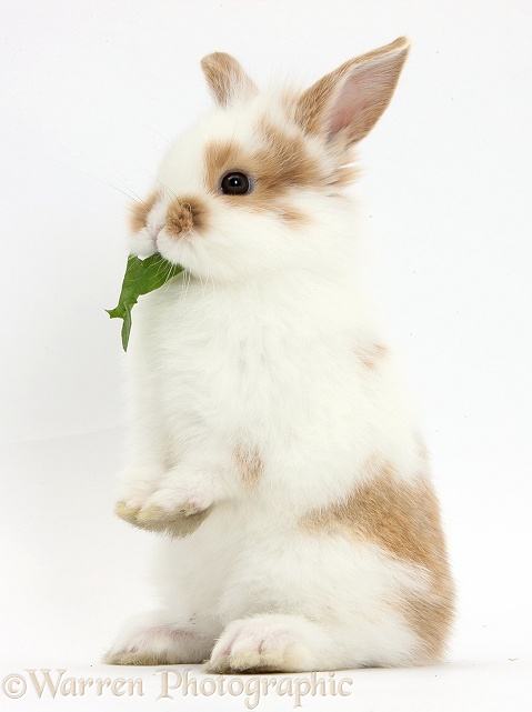 Young rabbit standing up on haunches and eating a leaf, white background