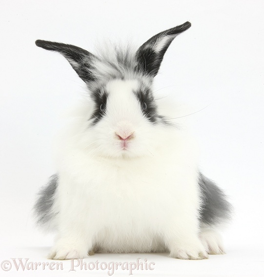 Young Lionhead-cross rabbit, white background