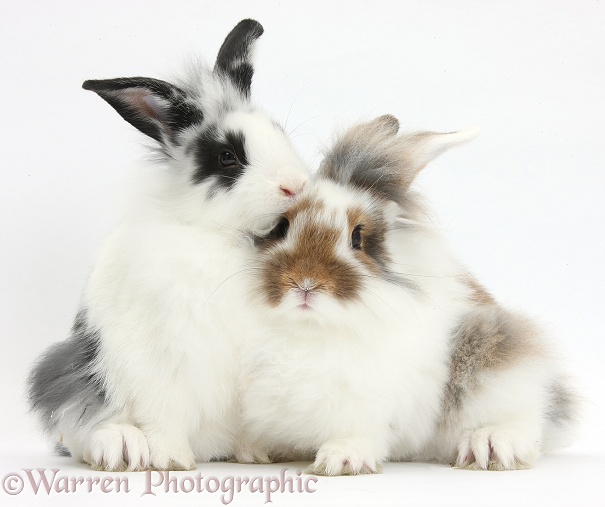 Two young Lionhead-cross rabbits, white background