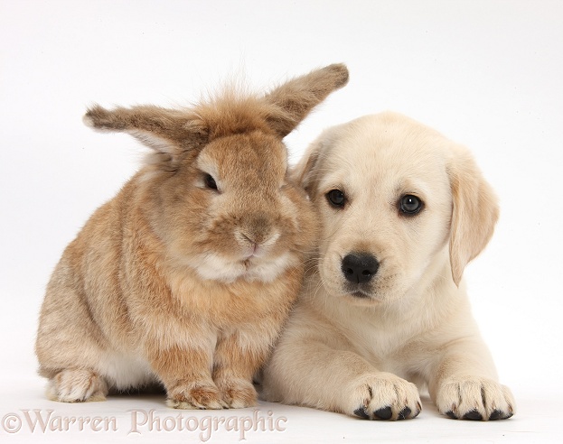 Yellow Labrador Retriever puppy, 8 weeks old, with Lionhead-cross rabbit, Tedson, white background