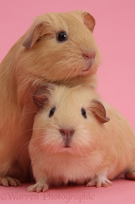 Baby yellow Guinea pigs on pink background