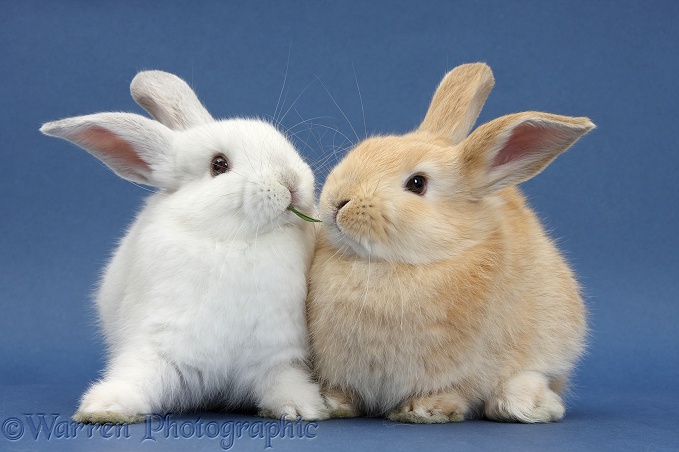 White rabbit and Sandy rabbit sharing a brass blade on blue background