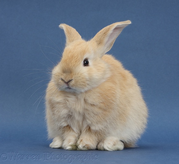 Young sandy rabbit sitting on blue background