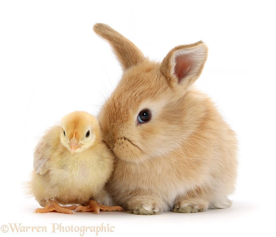 Cute sandy bunny and yellow bantam chick, white background