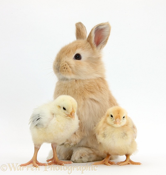 Cute sandy bunny and yellow bantam chicks, white background