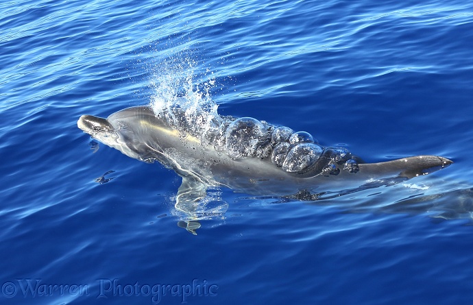 Bottle-nosed Dolphin (Tursiops truncatus) blowing bubbles