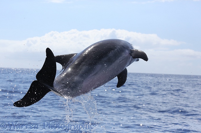 Bottle-nosed Dolphin (Tursiops truncatus) leaping