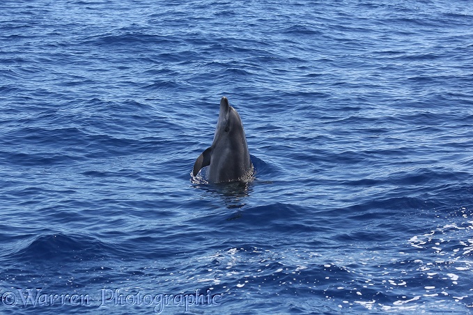 Bottle-nosed Dolphin (Tursiops truncatus) spy hopping