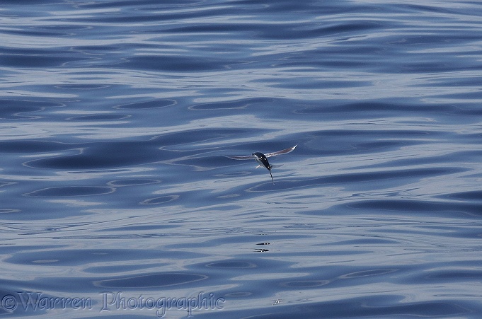 Atlantic two-winged flying fish (Order: Beloniformes)