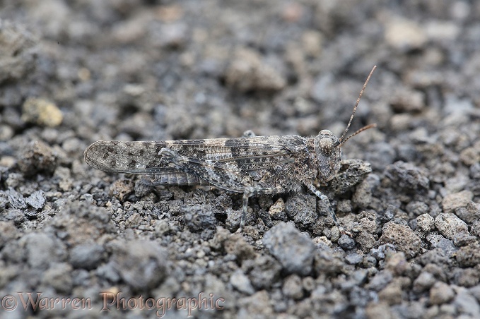 Grasshopper (unidentified) well camouflaged on volcanic ash