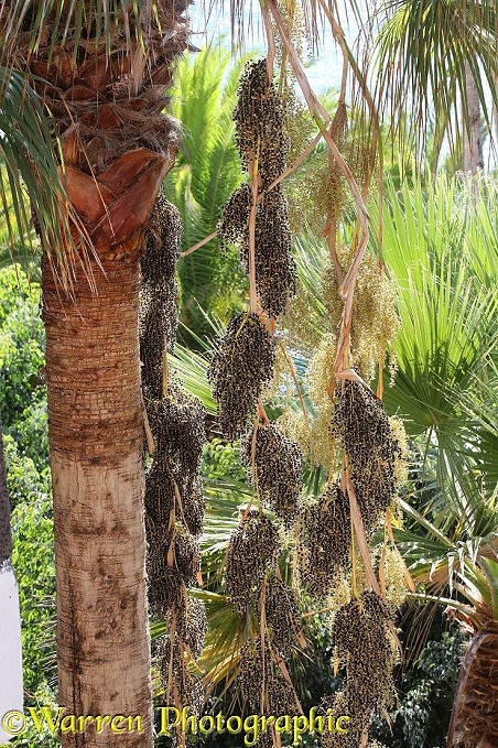 Mexican Fan Palm (Washingtonia robusta) in flower and fruit