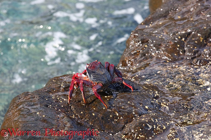 Red Rock Crab (Grapsus adscensionis).  Eastern Atlantic coasts