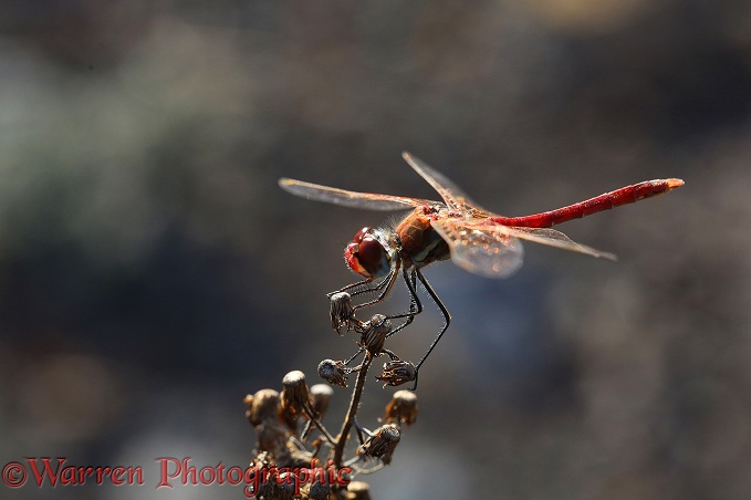 Red-veined Darter dragonfly (Sympetrum fonscolombii)