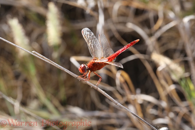 Scarlet Darter dragonfly (Crocothemis erythraea)