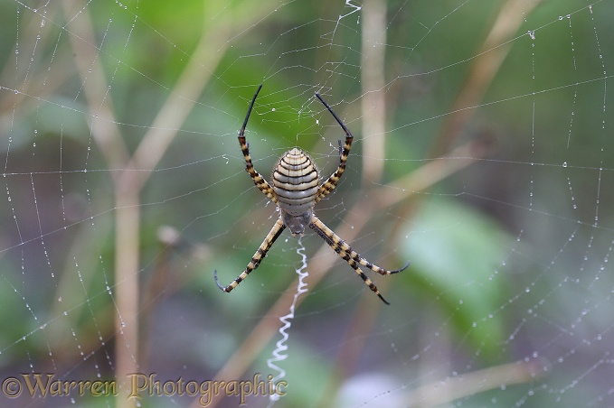 Spider (Argiope trifasciata)