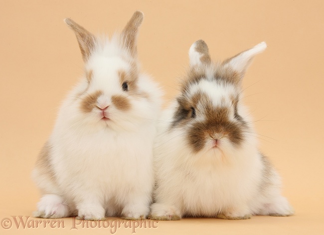Young brown-and-white rabbits on beige background