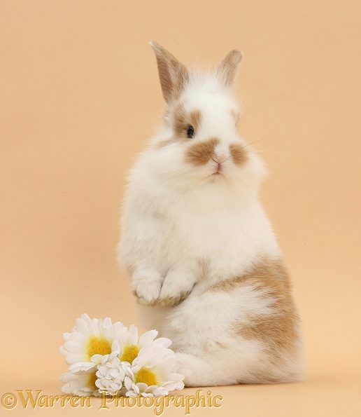 Young rabbit and daisy flowers on beige background