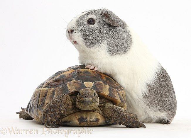 Guinea pig with feet up on a tortoise, white background
