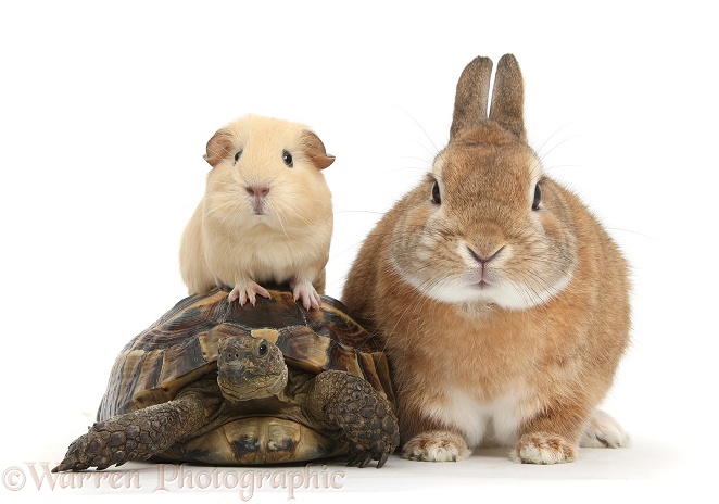 Netherland Dwarf-cross rabbit, Peter, with a tortoise and yellow Guinea pig, white background