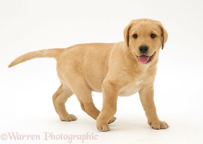 Yellow Labrador Retriever pup, 8 weeks old, walking across, white background