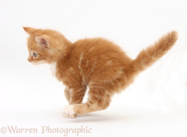 Ginger kitten, Butch, 7 weeks old, running, white background