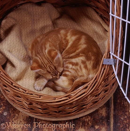 Ginger cat curled up in a carry basket